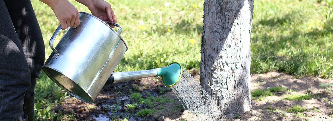 Things to Consider When Watering Trees in the Fall