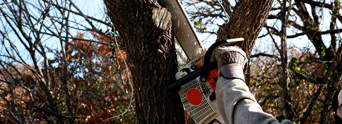 Tree Removal Do’s & Don’ts that You Must Know