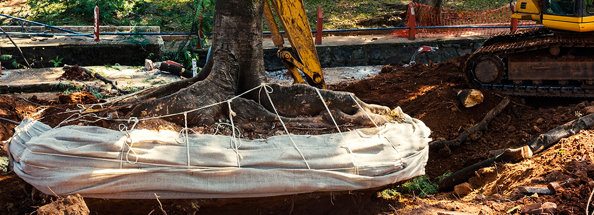 When Should You Consider Tree Removal?