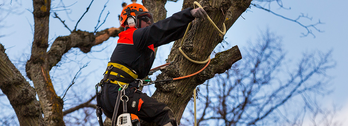 Tree Removal in Toronto