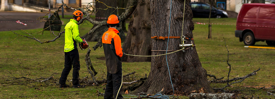 Tree Removal Services in Toronto