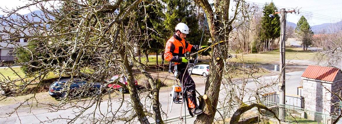 6 Signs that Indicate Your Trees Need Pruning