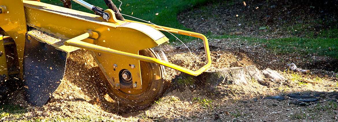 Do’s & Don’ts of Stump Grinding You Should Know