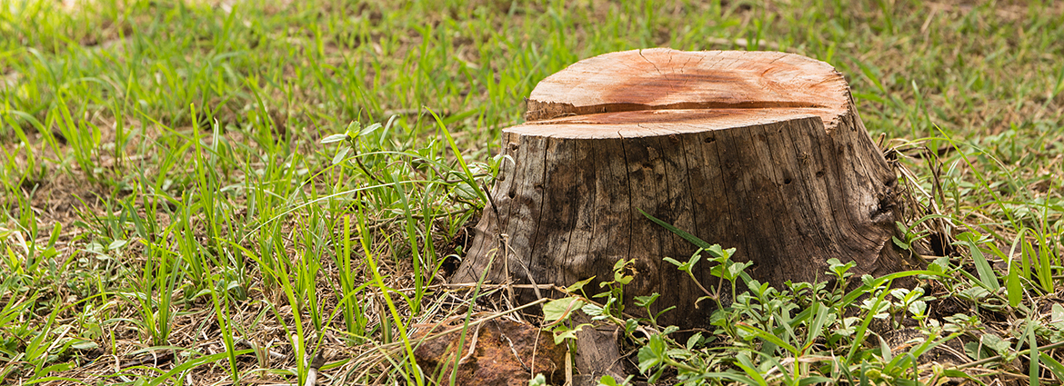 Do’s & Don’ts of Stump Grinding You Should Know