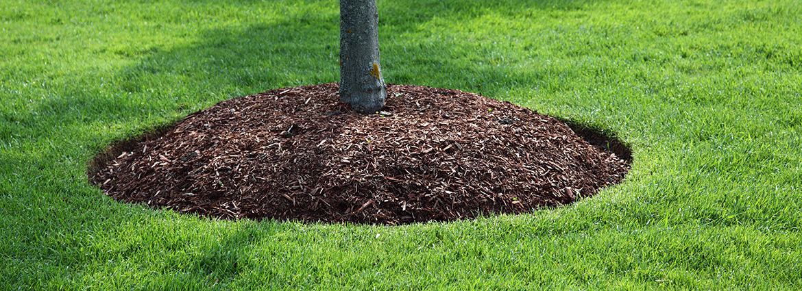 How to Deep Root Fertilize Trees as a Part of Tree Care?