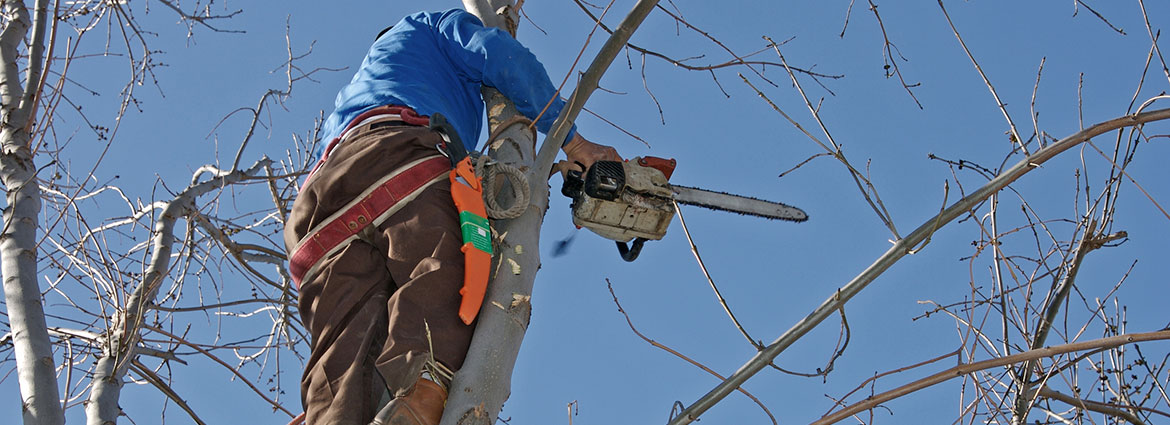 Hedge and Tree Trimming Services in Toronto