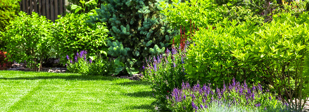 List of 10+ Trees that can be planted close to house 8 Which Trees Can You Plant Close to Your House?