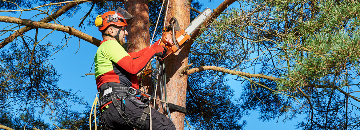 Complete Checklist for Tree Care During the Summer Months