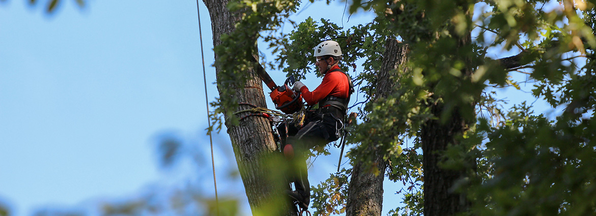 Tree Surgeon Cardiff