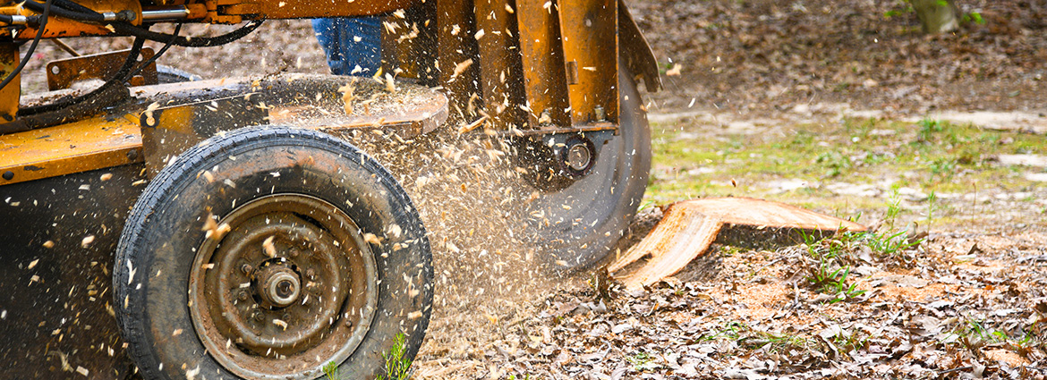 Should You Remove the Tree Stumps?