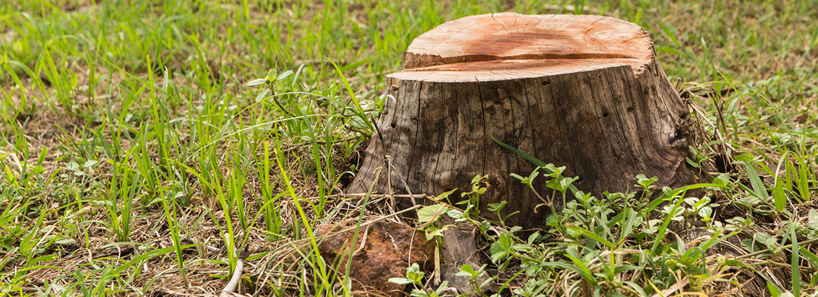 Tree Stump Removal in Toronto