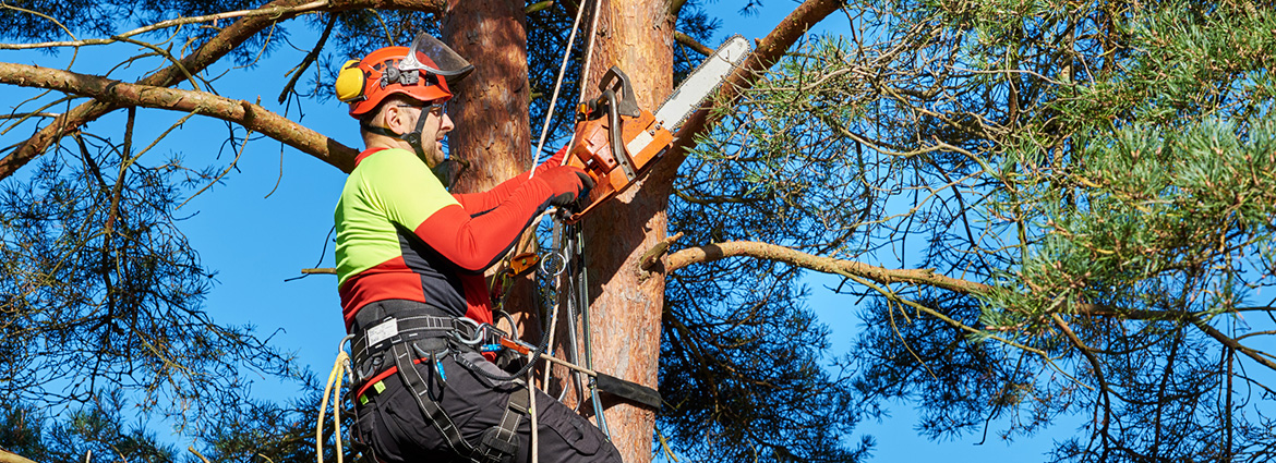 Why You Shouldn’t Hire Uninsured & Unlicensed Tree Experts