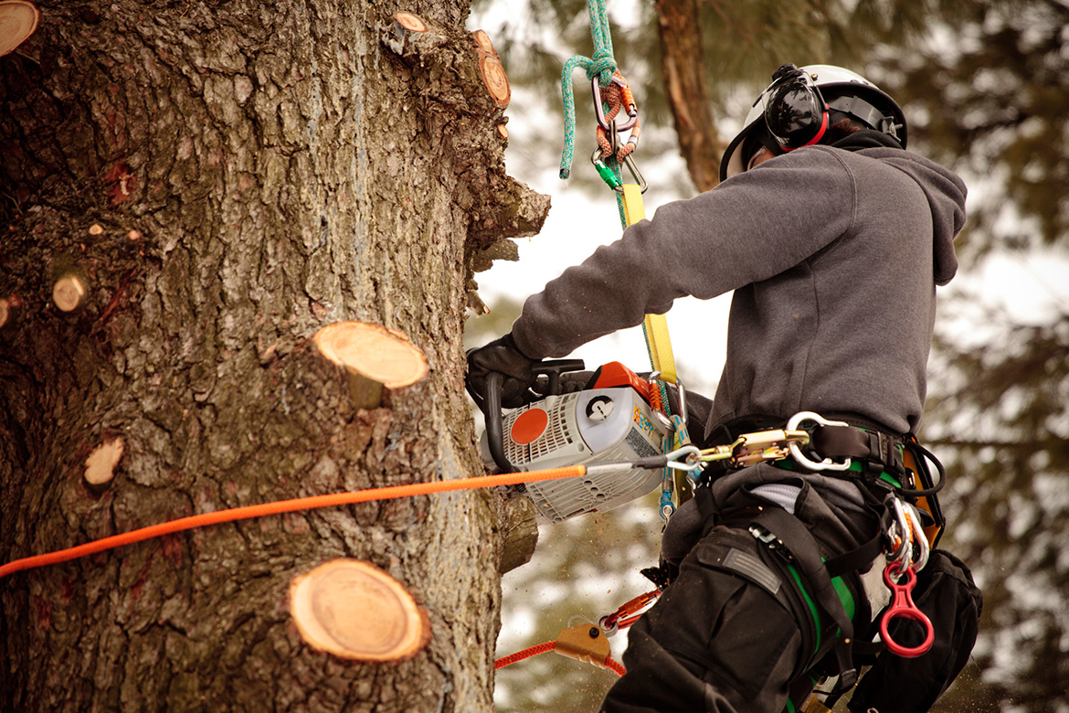 Arborists for Tree Services in Toronto