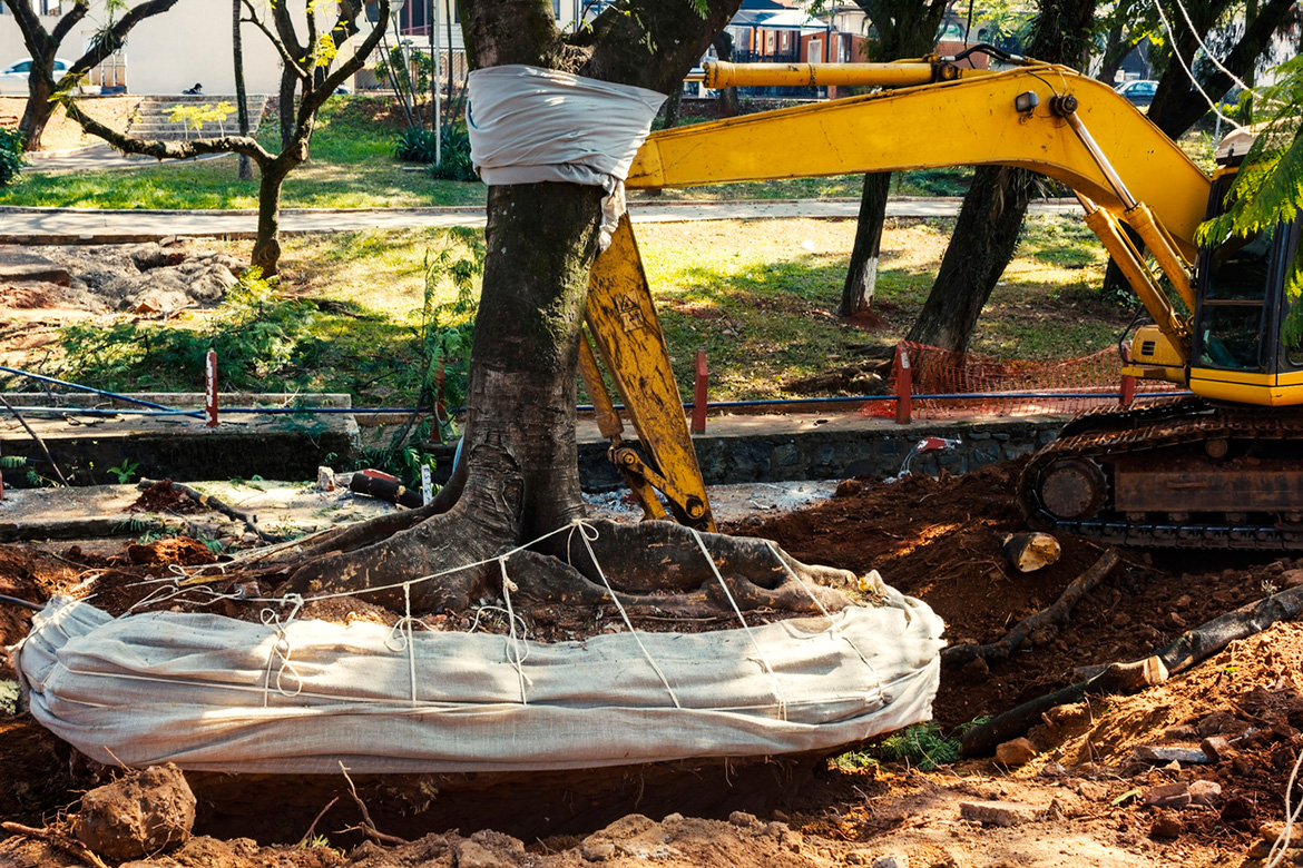 Tree Removal Services in Toronto