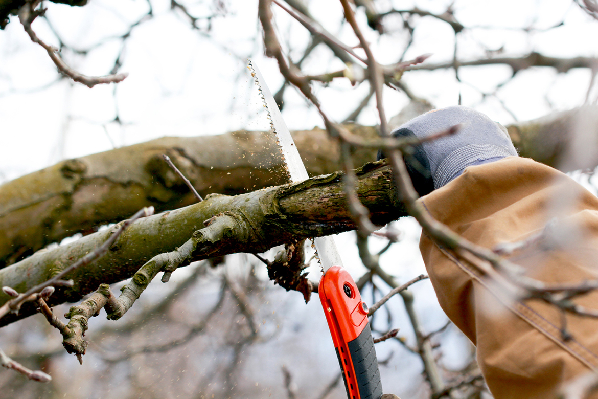 Fall Tree Pruning in Toronto