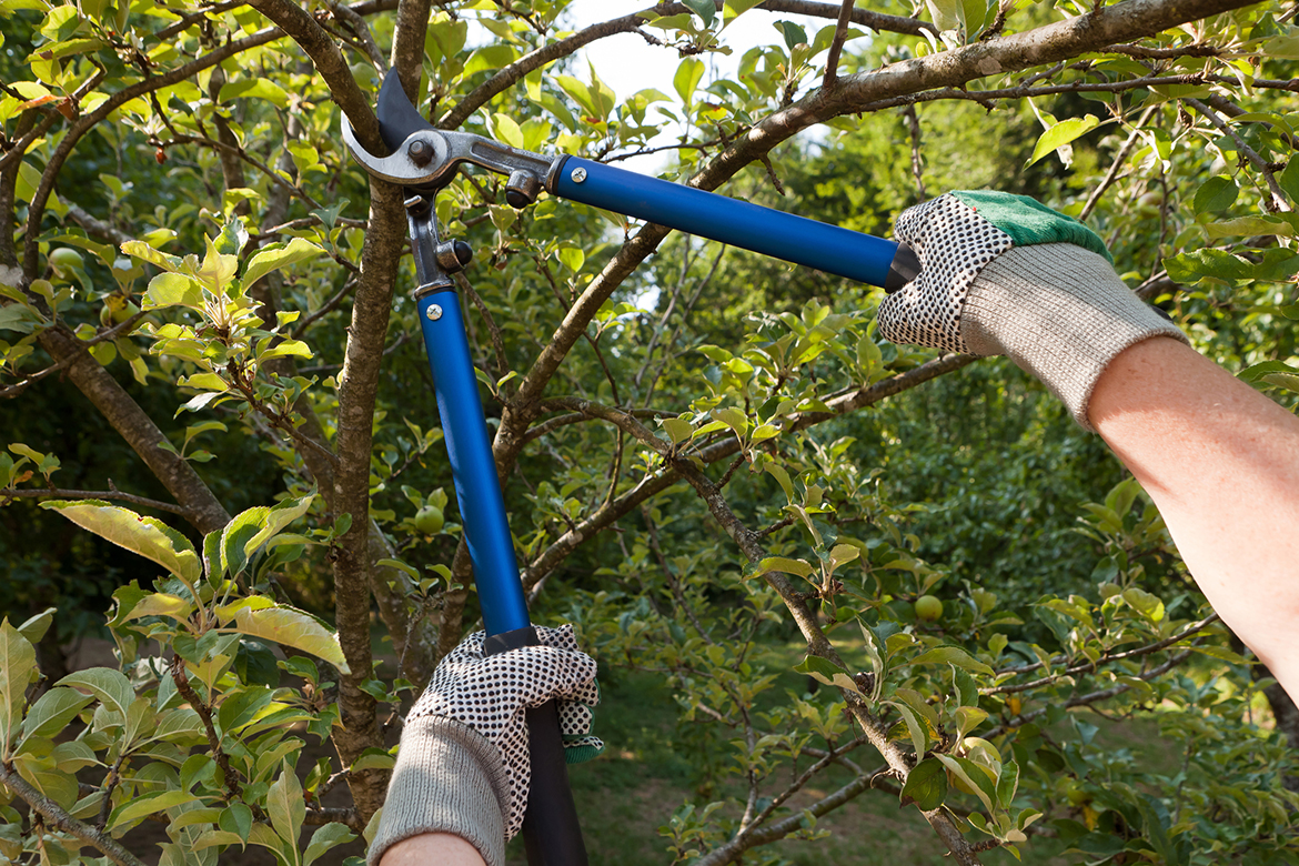 tree and hedge trimming service