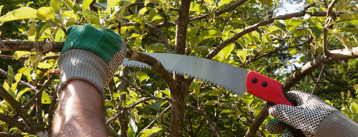 6 Commonly Used Tree Pruning Tools - DreamWorks Tree Services