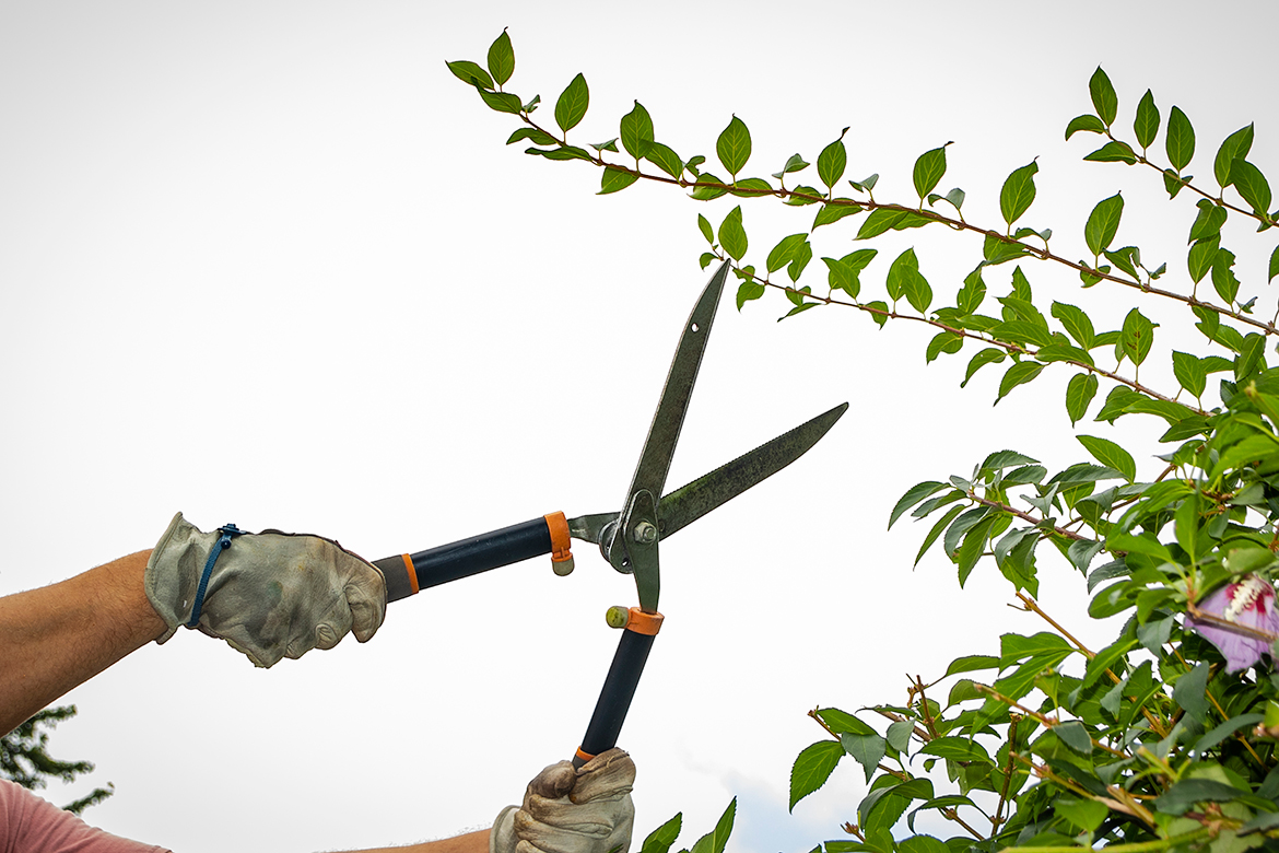 What You Should Know About the Six Most Common Tree Pruning Tools