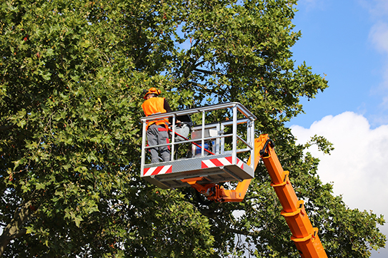 tree trimming service