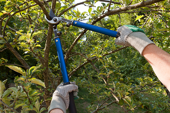 tree trimming toronto