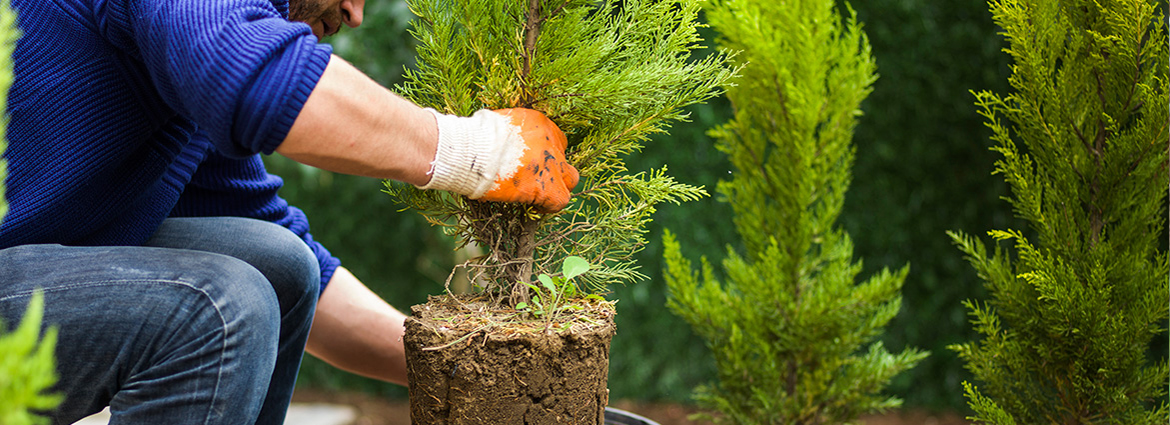 Things to Know about Tree Planting and Transplanting