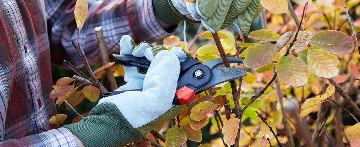 7 Common Pests & Tree Care Tips to Prevent Infestation