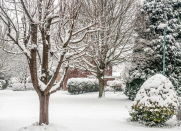 The Best Tree Care Solutions for Winter Problems