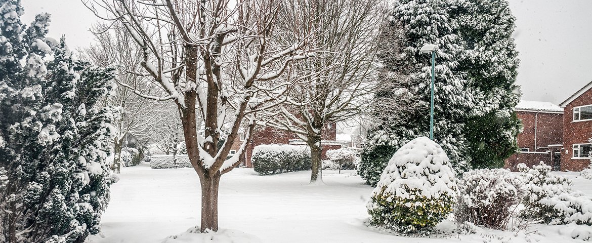 The Best Tree Care Solutions for Winter Problems