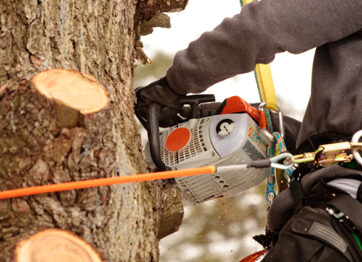 How Can an Arborist Help You Protect Your Trees