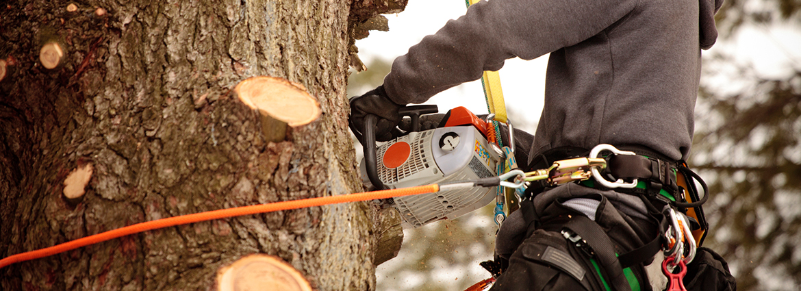 How Can an Arborist Help You Protect Your Trees
