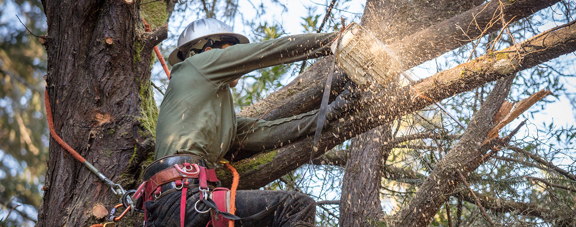 Qualified Arborists for Tree Services