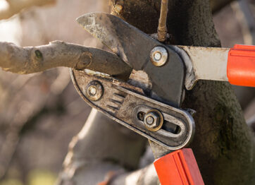 Tree Pruning Rules
