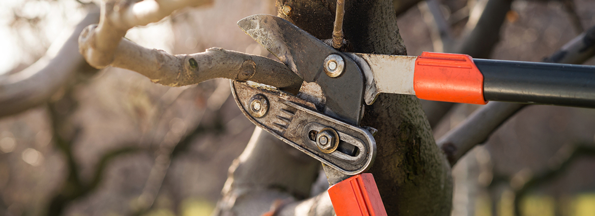 Tree Pruning Rules