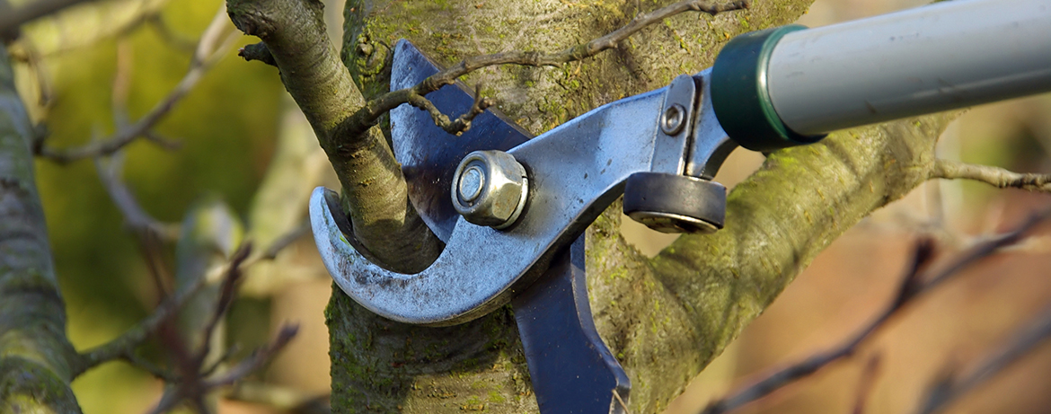 7 Rules of Tree Pruning You Should Know