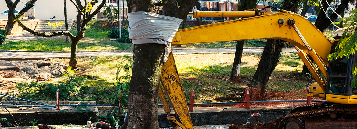 6 Misconceptions about Tree Removal