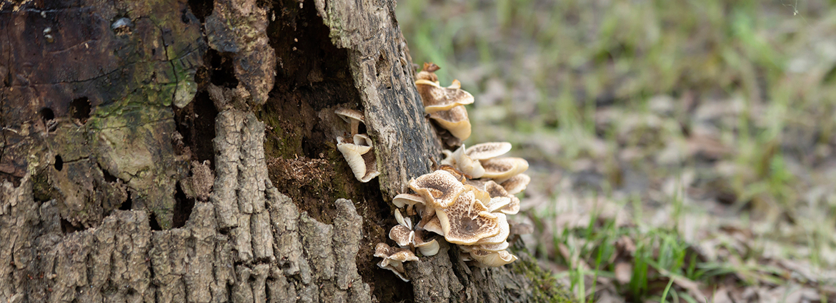 Tree Care Guide to Manage a Dead or Dying Tree 