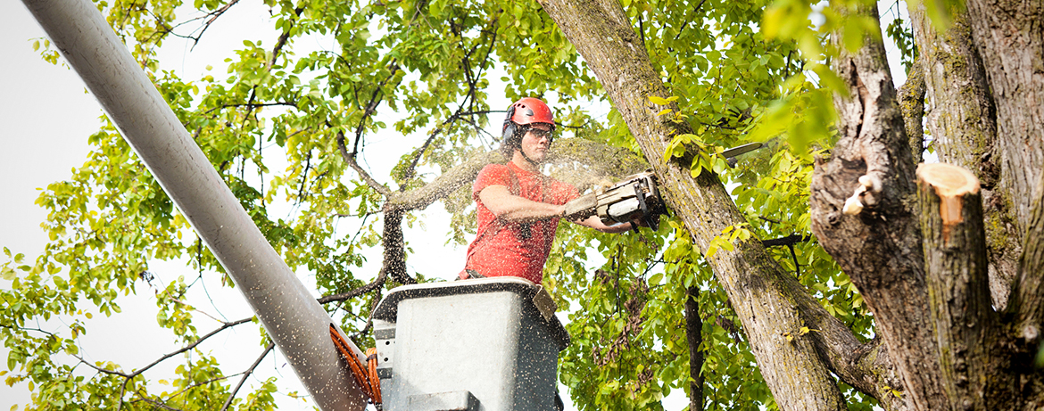 How to Protect Your Property from Falling Trees & Branches