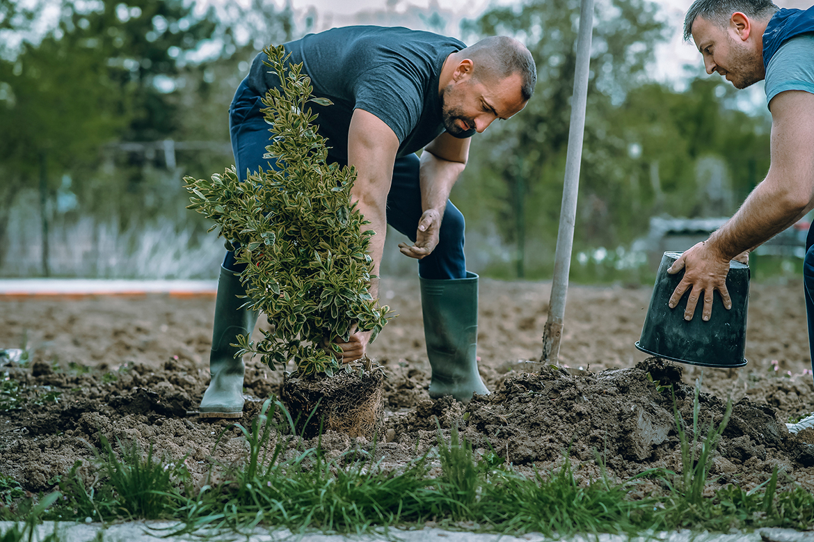 Important Basics of Tree Planting You Should Know