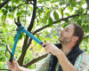 Should You Prune Your Trees in Summer? 