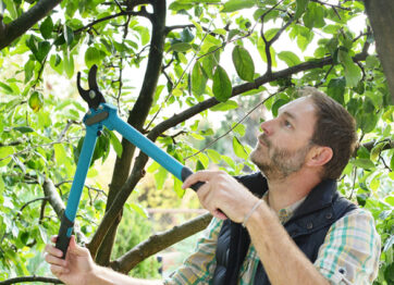 Should You Prune Your Trees in Summer? 