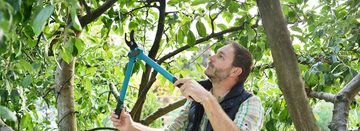 Should You Prune Your Trees in Summer? 
