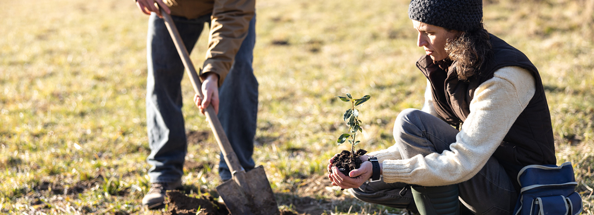 Best Season for Planting Trees