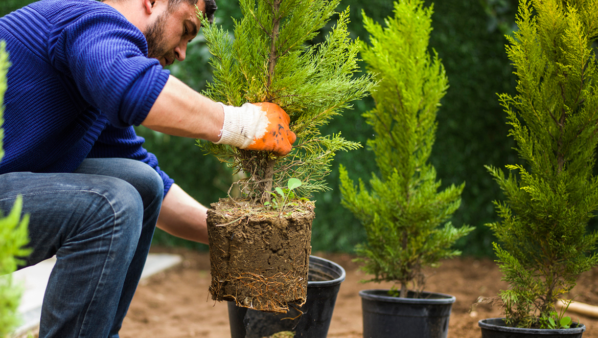 Best Season for Tree Planting in Toronto