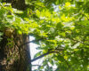White Oak Tree Care Tips