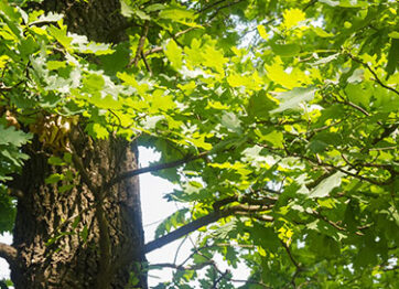 White Oak Tree Care Tips