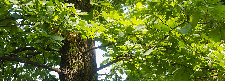 White Oak Tree Care Tips