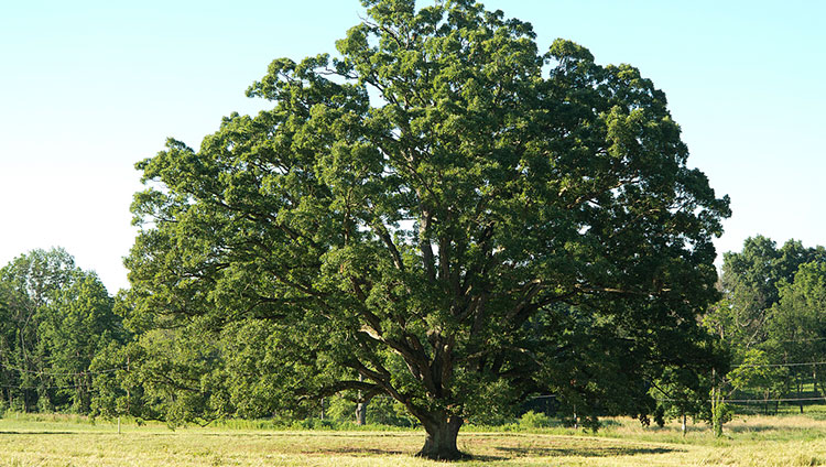 White Oak Tree Care Guide