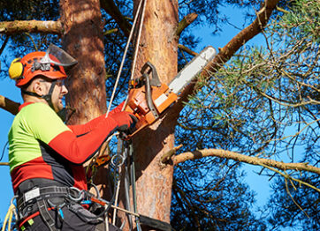 Tree Trimming in Fall: Know the Tips & Benefits