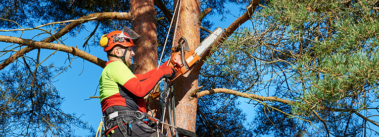 Tree Trimming in Fall: Know the Tips & Benefits