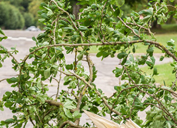 Guide to Tree Fall Management from Tree Services in Toronto